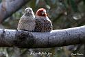 lief vir jou